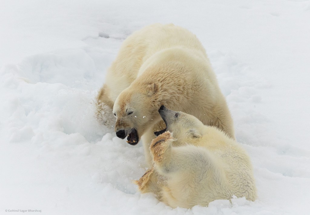 Two polar bears playing in the snow, one bear is appearing affectionate while the other is interacting playfully.
