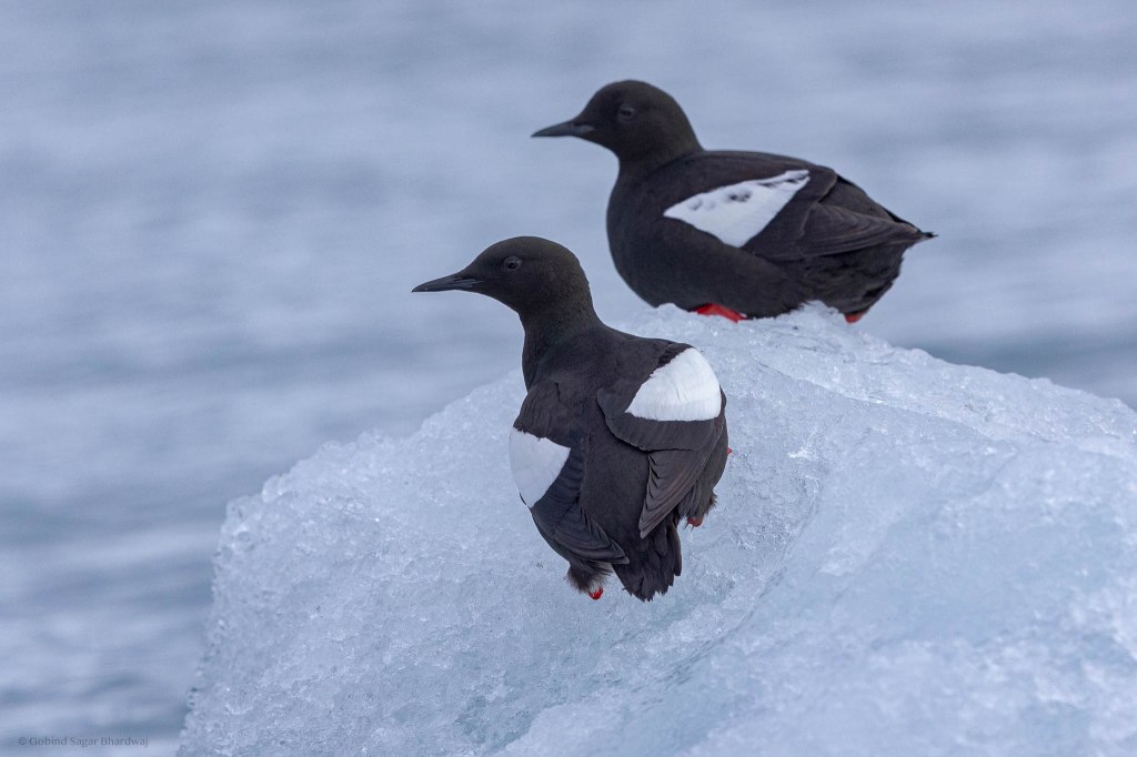 Two Black Guillemots perched on a piece of ice in the Arctic waters, showcasing their distinctive black plumage and white wing patches.