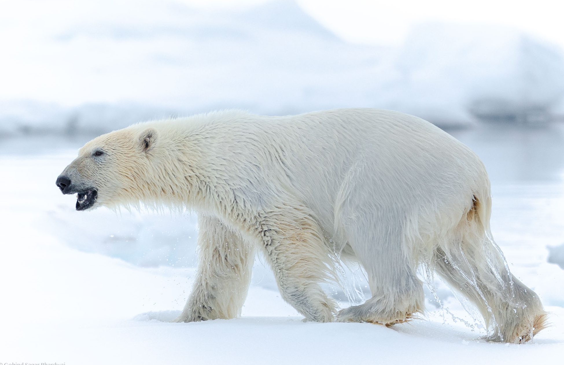 A polar bear walking across an icy landscape, showcasing its thick white fur and powerful build against a snowy backdrop.