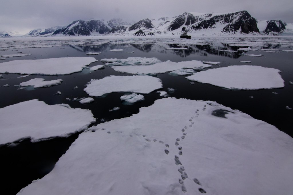 Footprints on a snowy ice floe, with dark mountains reflected in the calm Arctic waters.