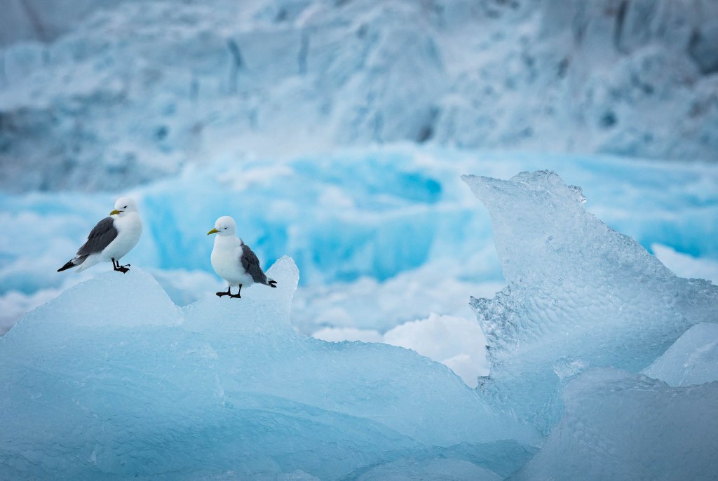 Two seagulls perched on an iceberg amidst a backdrop of blue ice formations.